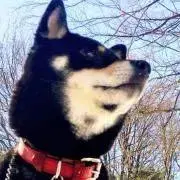 さとうの画像