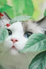 ゆきの画像