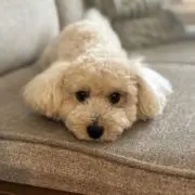 Mykの画像