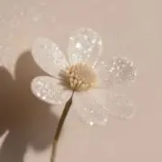 ふわり ୨୧の画像