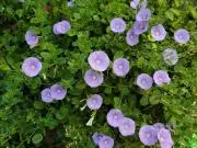 りゅう　植物の発送は8月はお休みします。の画像