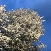 のの