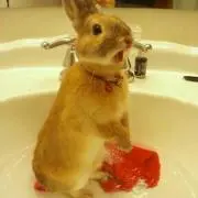 Narlieの画像