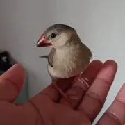 ノアの画像