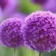 洋書】Auriculotherapy Manualオリキュロセラピーマニュアル - メルカリ