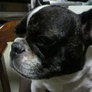 バビィ