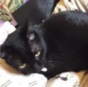 ゆいほう    休業中ですがお願い