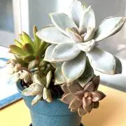 はなまめの画像