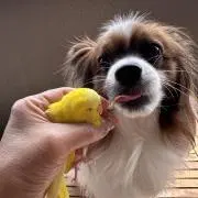 ぴー