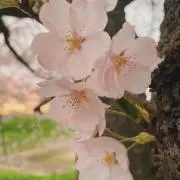 桜の画像