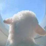 ヤマダ アツコの画像