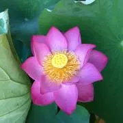 まこ