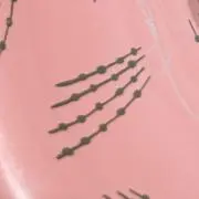 tontonの画像