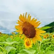 ふかしの画像