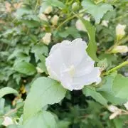 ルチアの画像