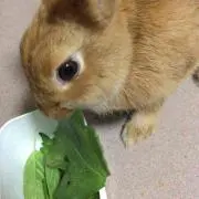 ティモシー