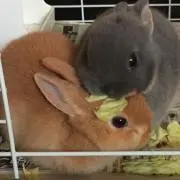 爽