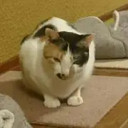 キャリコ☺
