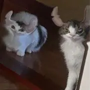 シロネコの画像