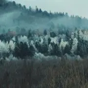 Pの画像