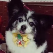 ジャムンチョの画像
