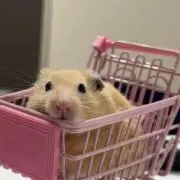 やんやんの画像