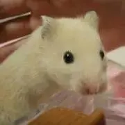 ケッケレオの画像