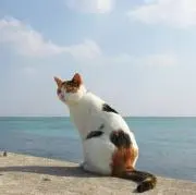 みけみけみ