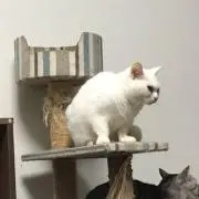 花猫の画像