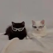 momoの画像