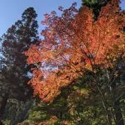 kuroの画像