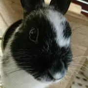 モコナ