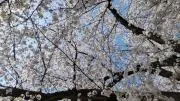 ❀さくら❀の画像