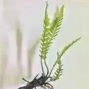 はるの画像