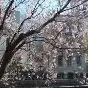 ぴの画像
