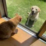 ばなの画像