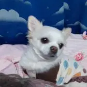 サリーの画像