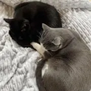 クゥにゃんの画像