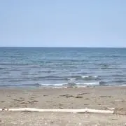 ふの画像