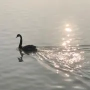しぇるの画像