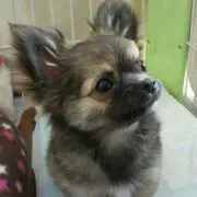 プッチ