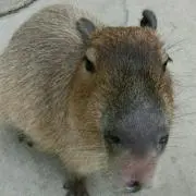 たぬきつ
