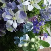 あずきなこの画像