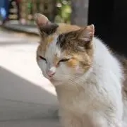 Image of ねこぞう店長