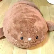 ksgの画像