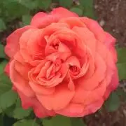 minの画像