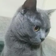 ダイヤ