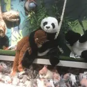 BABAの画像