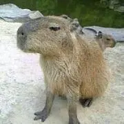 かぴばら