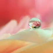 みぃの画像